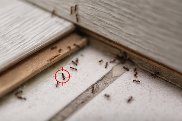 Best Cockroach Control Services  in Huxley, IA