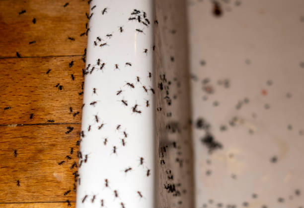 Best Wasp Removal Services  in Huxley, IA
