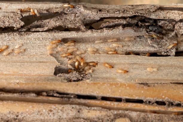 Best Mosquito Control Services  in Huxley, IA